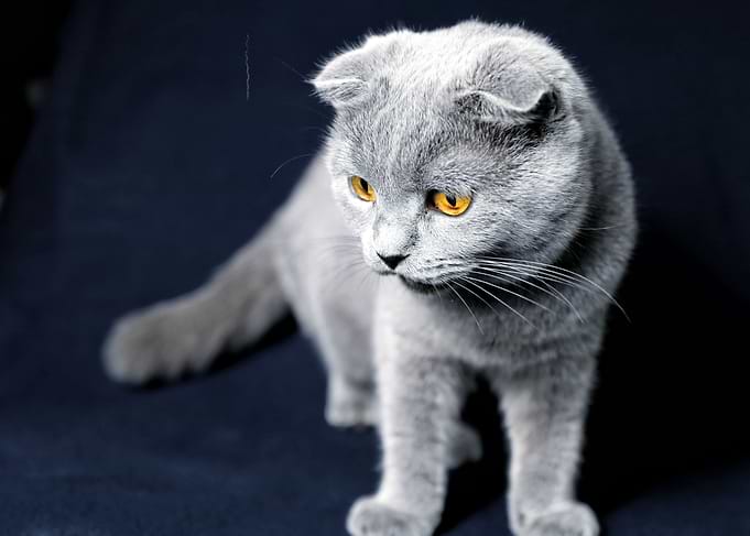 Cat Cats Feline Kitty