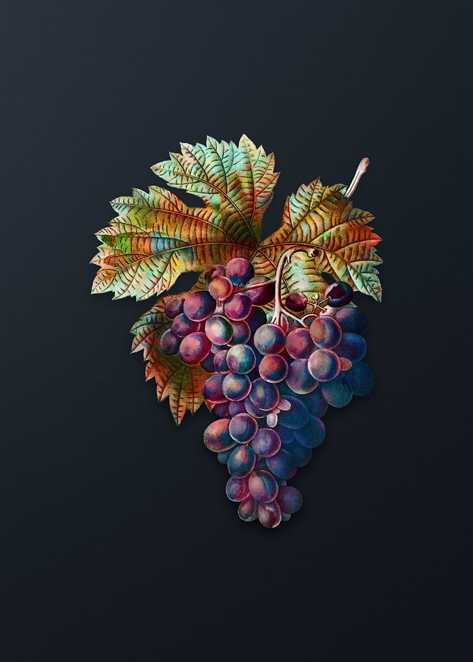 Vintage Grape Vine on Gray