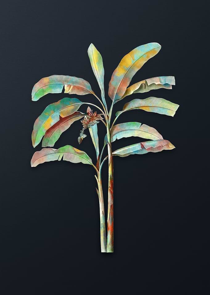 Vintage Banana Tree