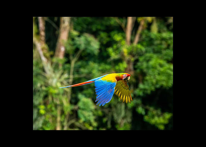 Parrot