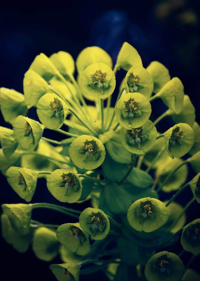 Event Flower
