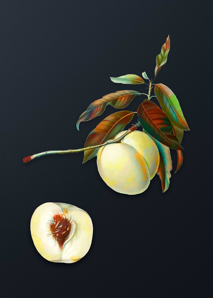 Vintage Yellow Apricot