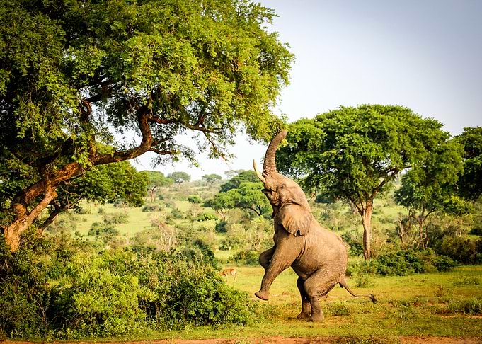 Elephant Animal by Tree