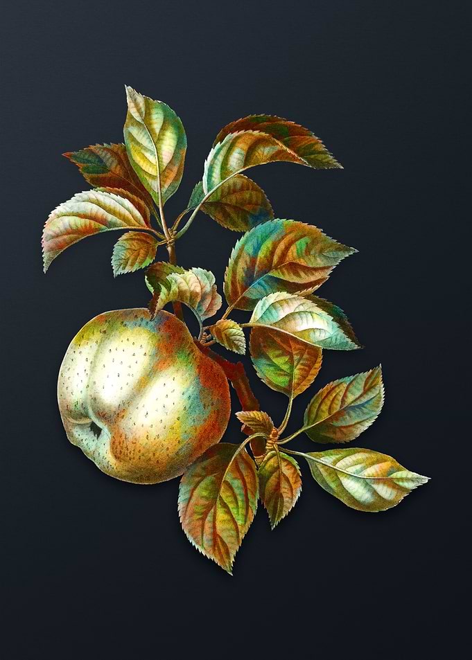 Vintage Apple on Dark Gray