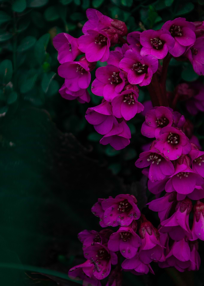 Primrose