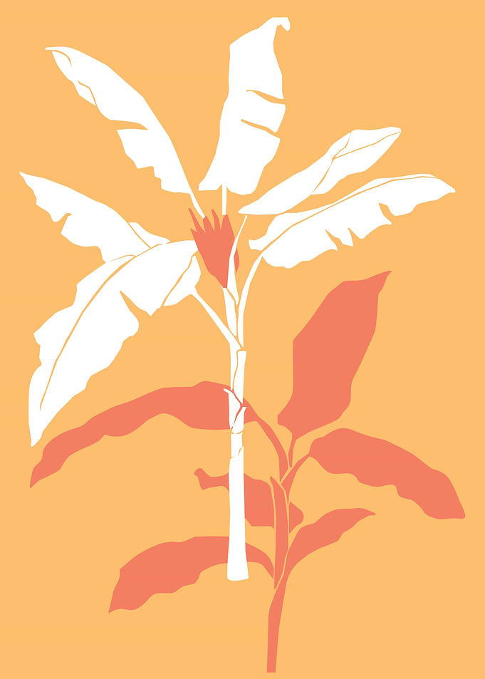 Botanical Plaintain tree