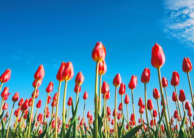 The red tulips