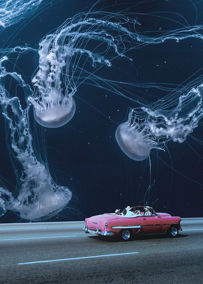 Jellyfish