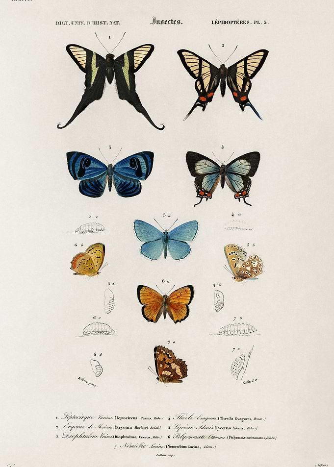 Butterflies