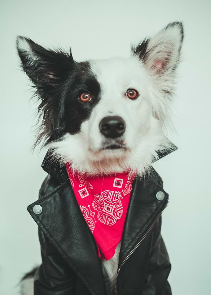 Collie in clothes