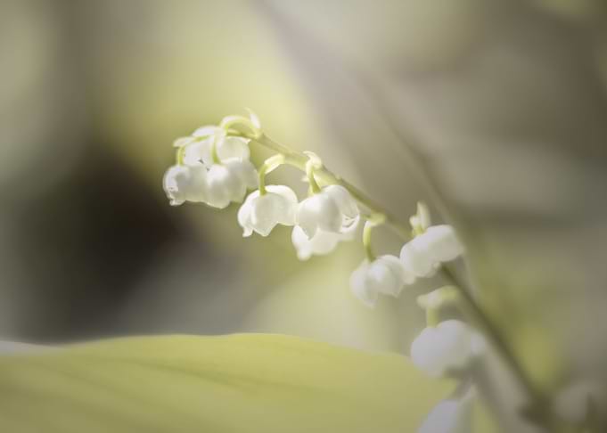 White Lily of the valley