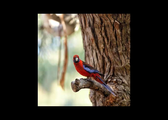 Parrot