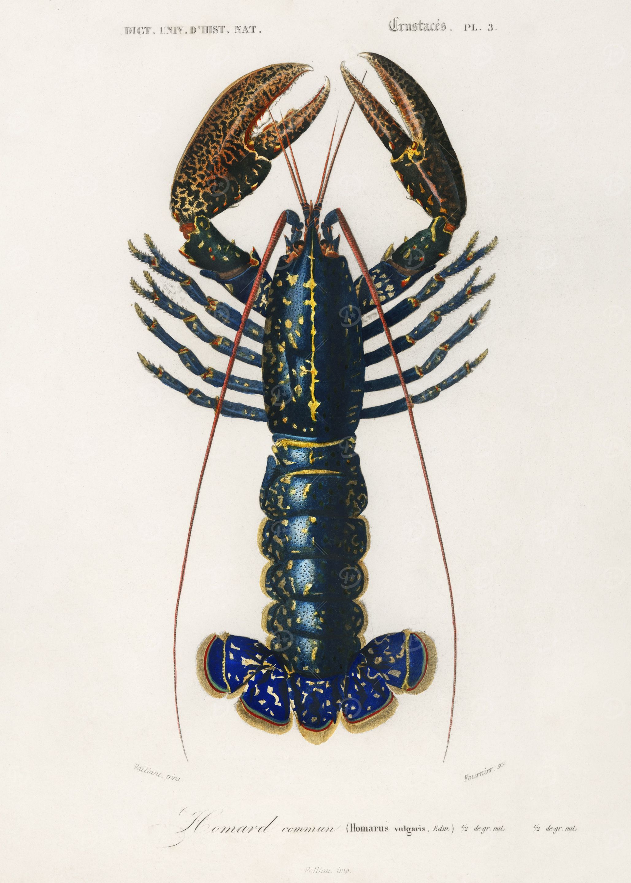 Palemon Ornatum