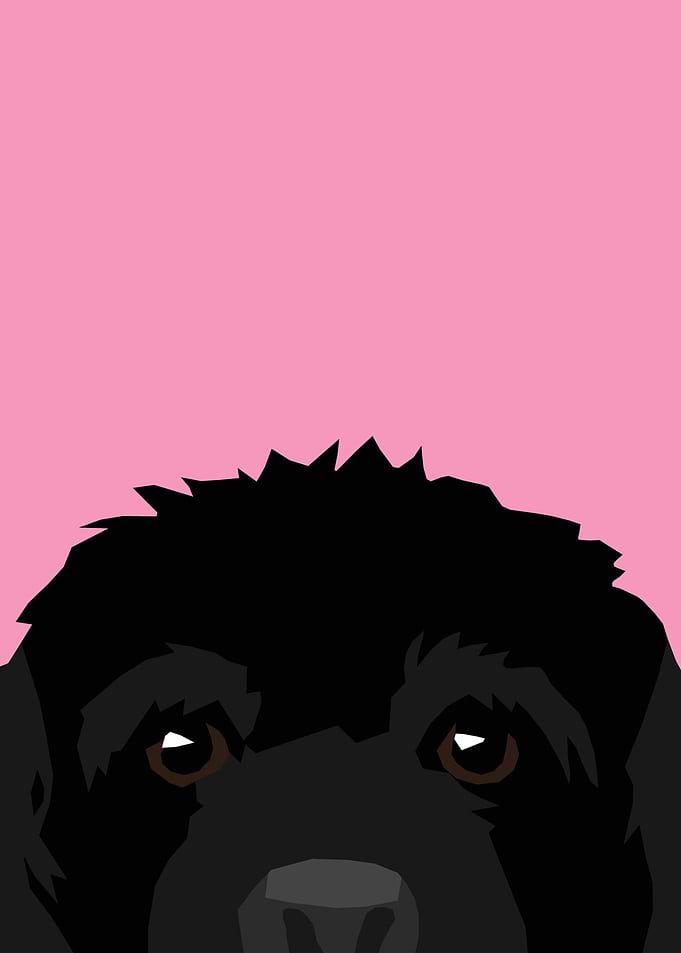 Black Dog
