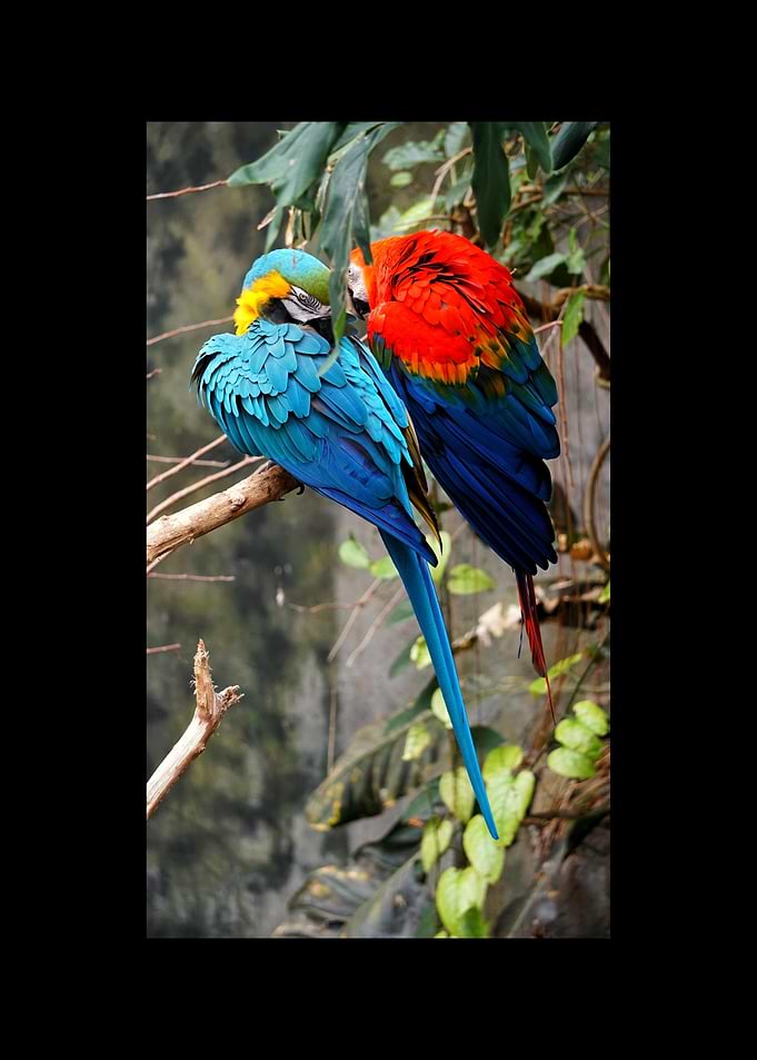 Parrot