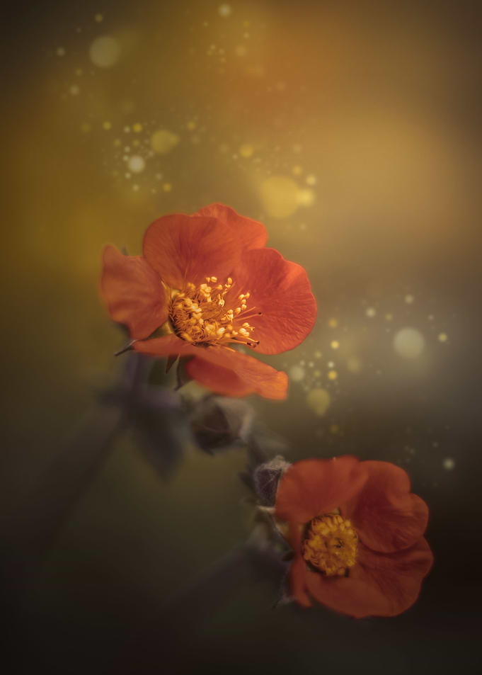 Orange flower,macro garden