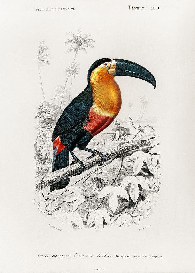 Ramphastos