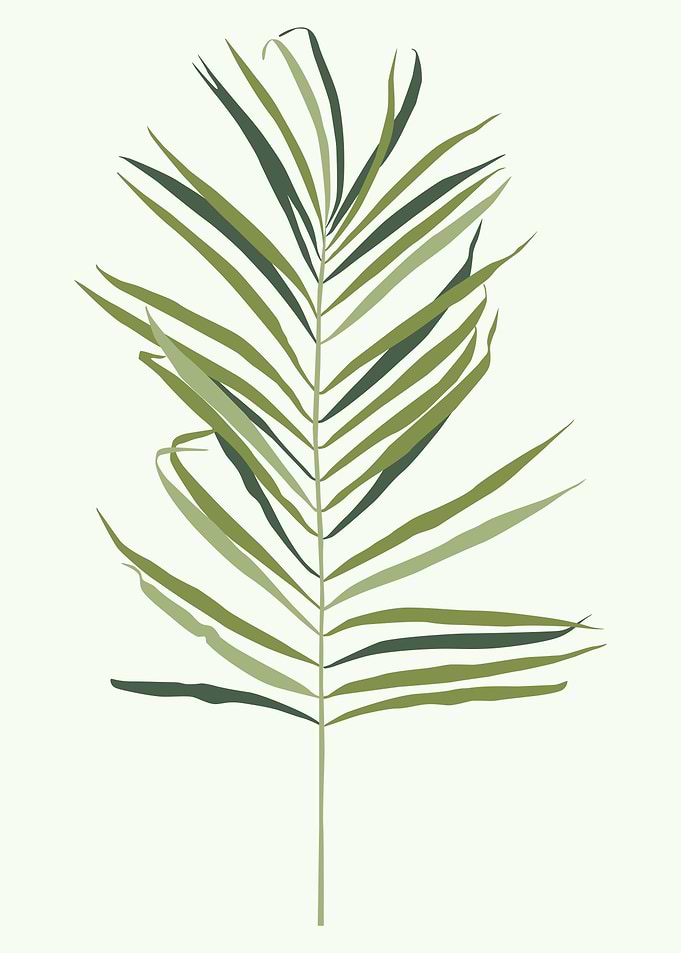 Tropical green palm leaf