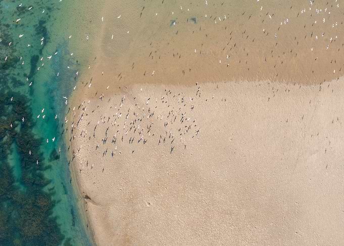 Birds Over Lagoon
