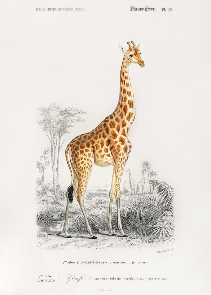 Giraffa camelopardalis