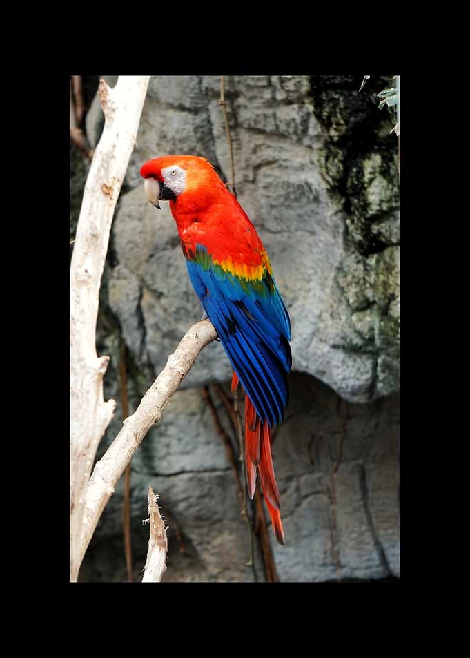 Parrot
