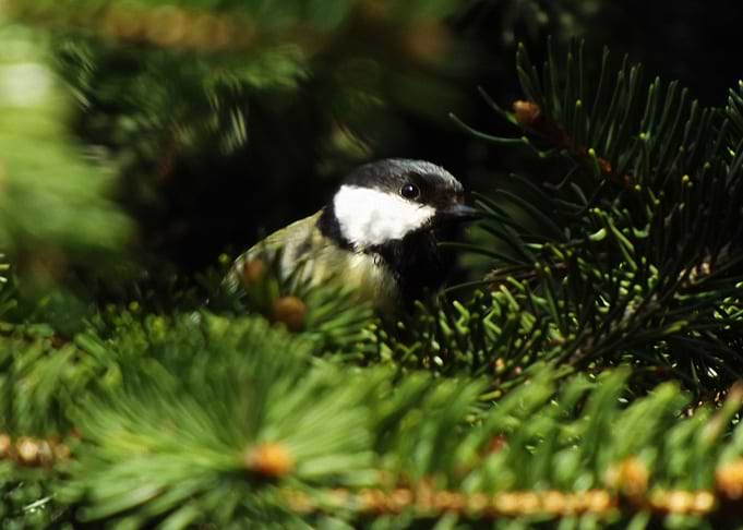 Great tit