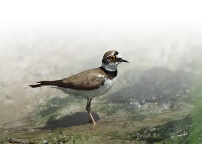 Little ringed plover