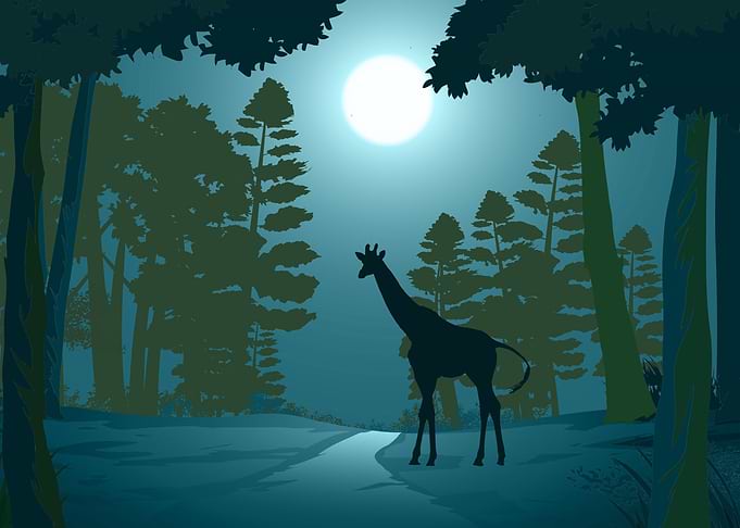 Giraffe Animal