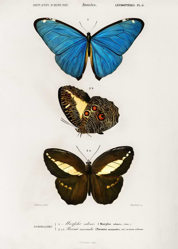 Butterflies