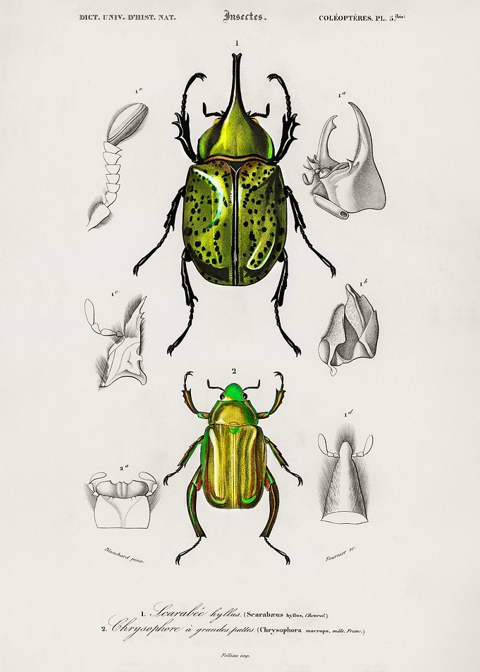 Beetle