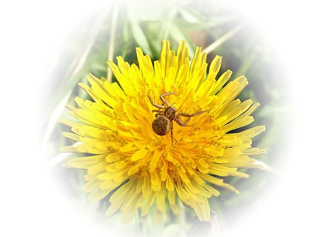 Spider on the flower