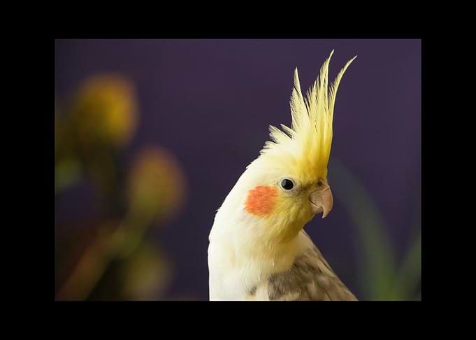 Parrot
