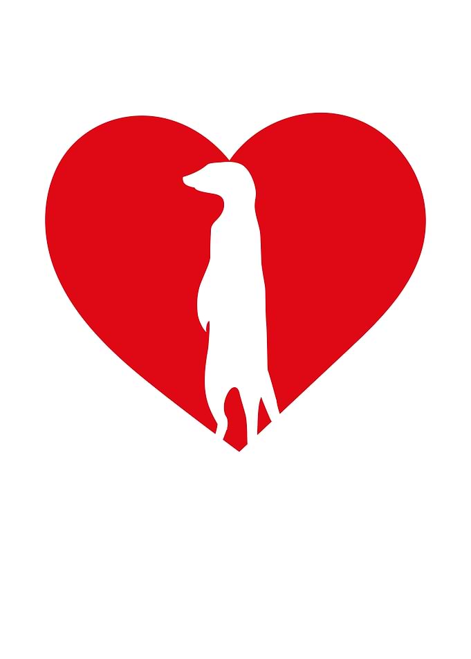 Meerkat love red heart
