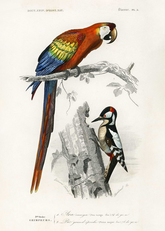 Different types of birds
