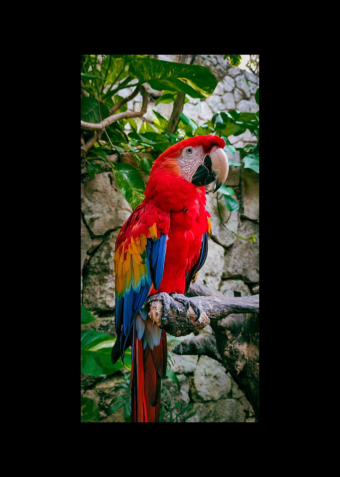 Parrot