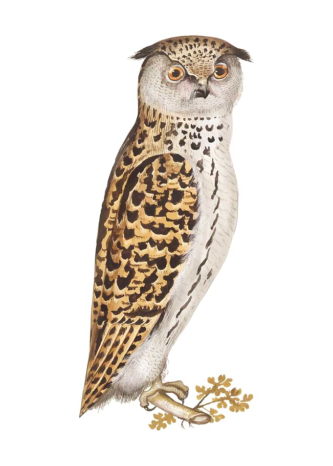 Owl