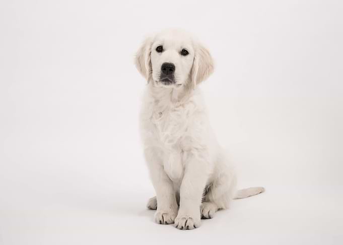 Golden Retrievers