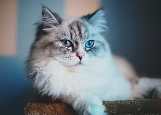 Cat Blue Eyes