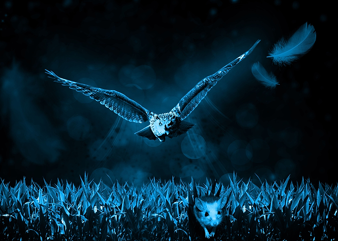 The hunter and hunted