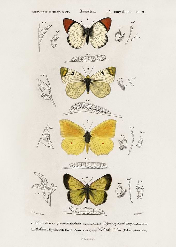 Butterflies