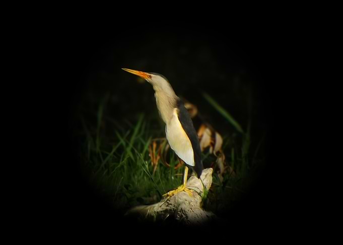 Little bittern