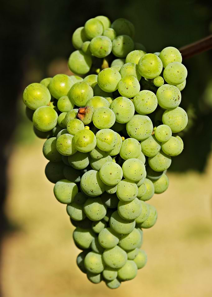 Green Grapes Fruit Food