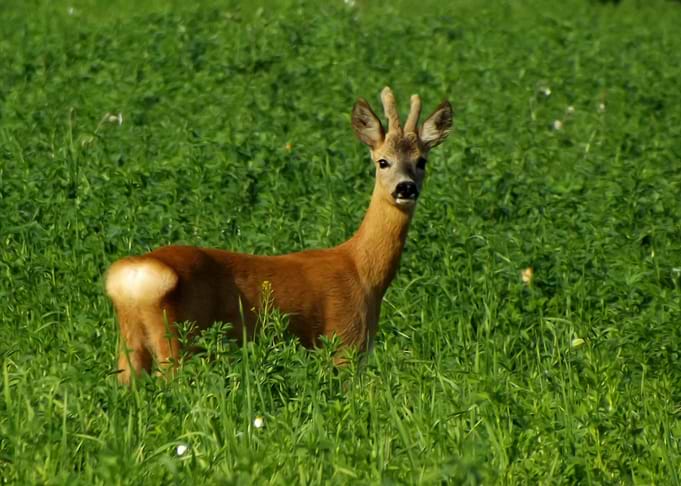 Roebuck