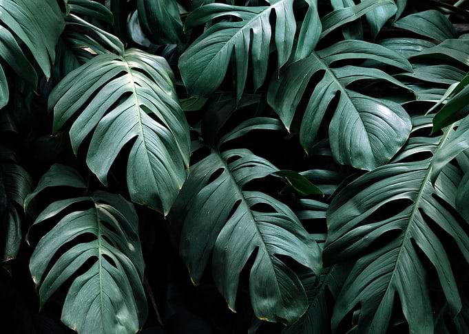 Tropical Leaves Plants