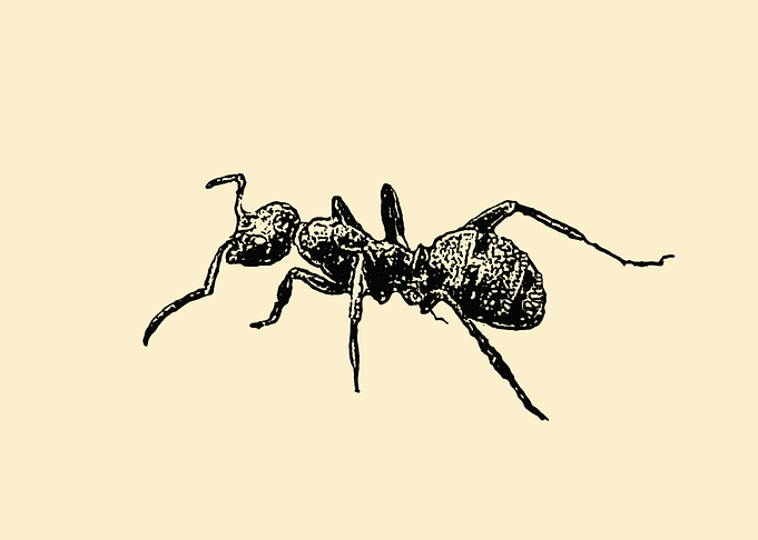 Ant