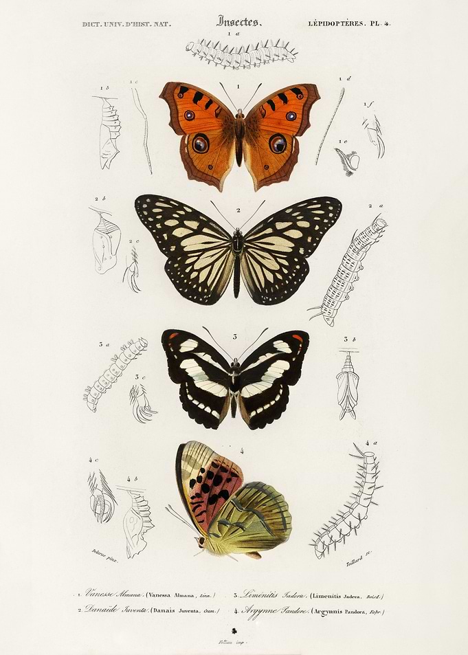 Collection of butterflies