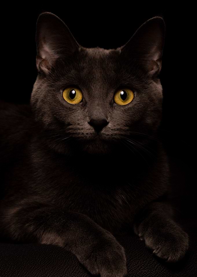 Dark