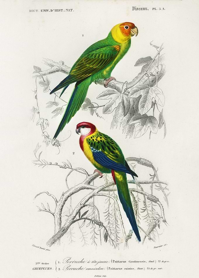 Birds