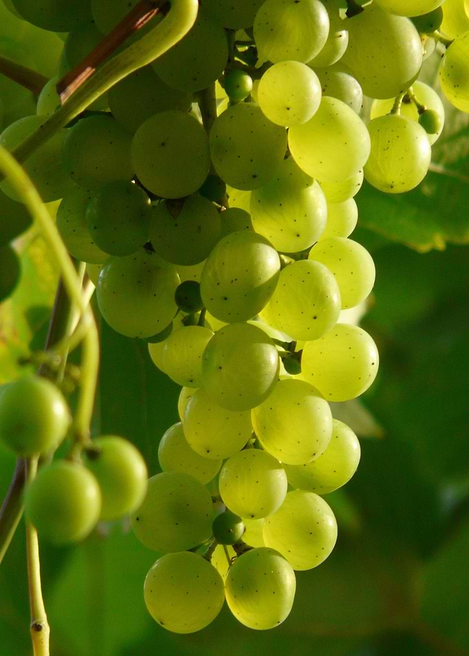Grapes Fruits Food