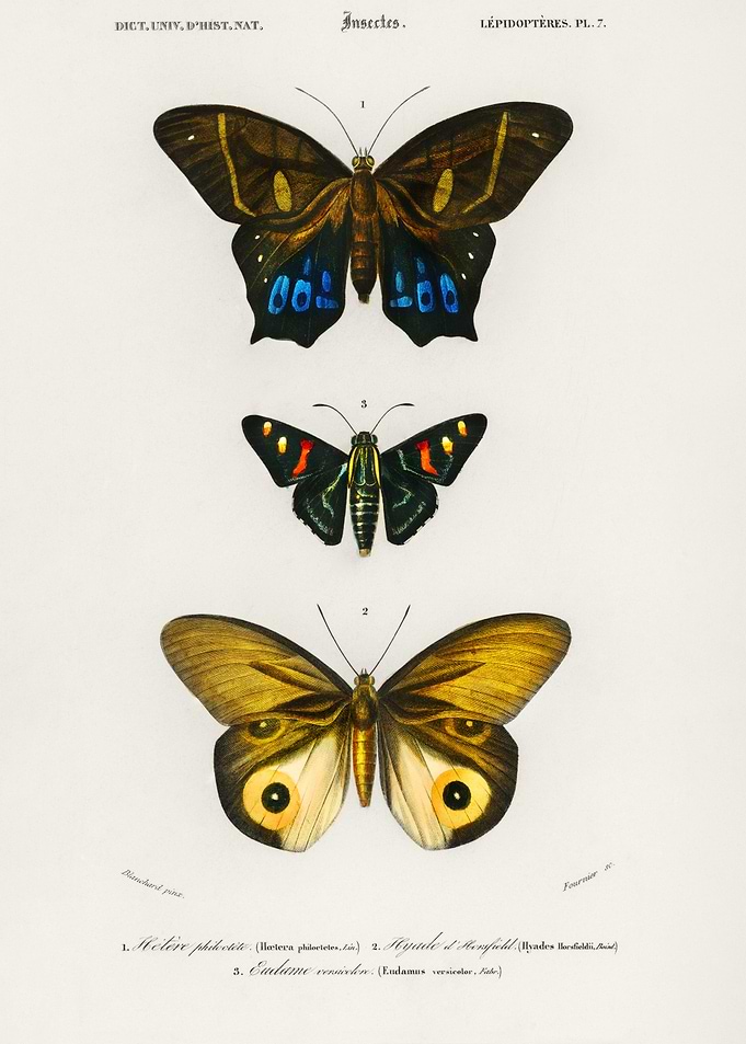 Butterflies